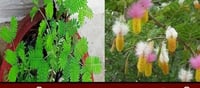 హిట్ స్ట్రాటజీ: దసరా రోజున జమ్మి చెట్టు పూజ ఎందుకు మిస్టిక్‌గా ఉంది?